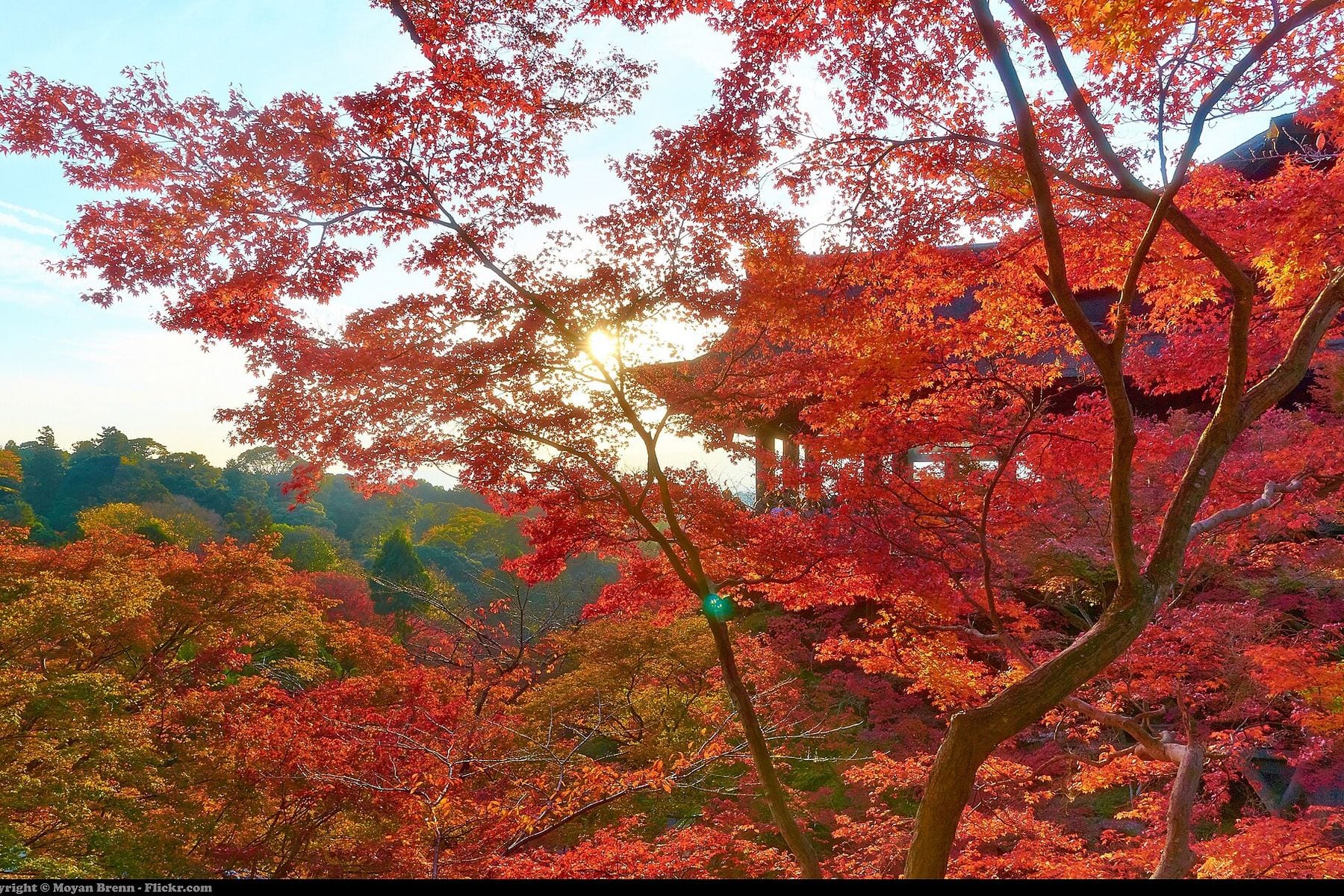 Autumn colour at a temple in Kyoto, Japan