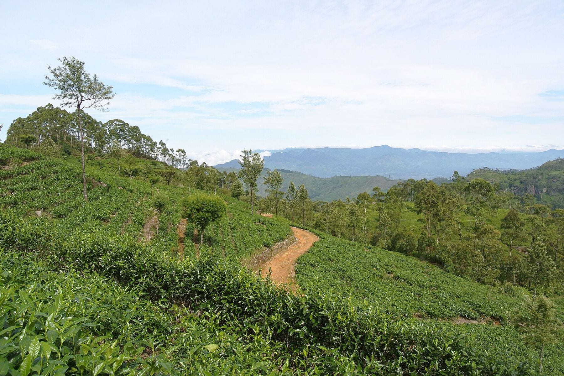 Tea plantation hills near Haputale, Sri Lanka