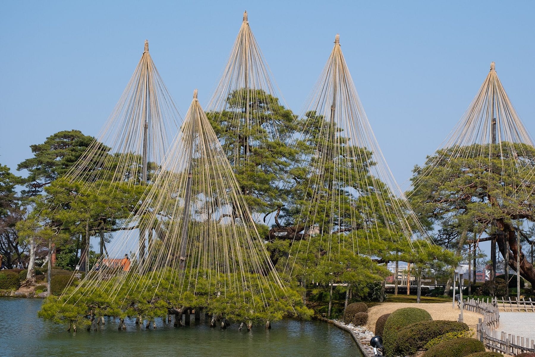 Pines supported by winter ropes at Kenroku-en garden, Kanazawa