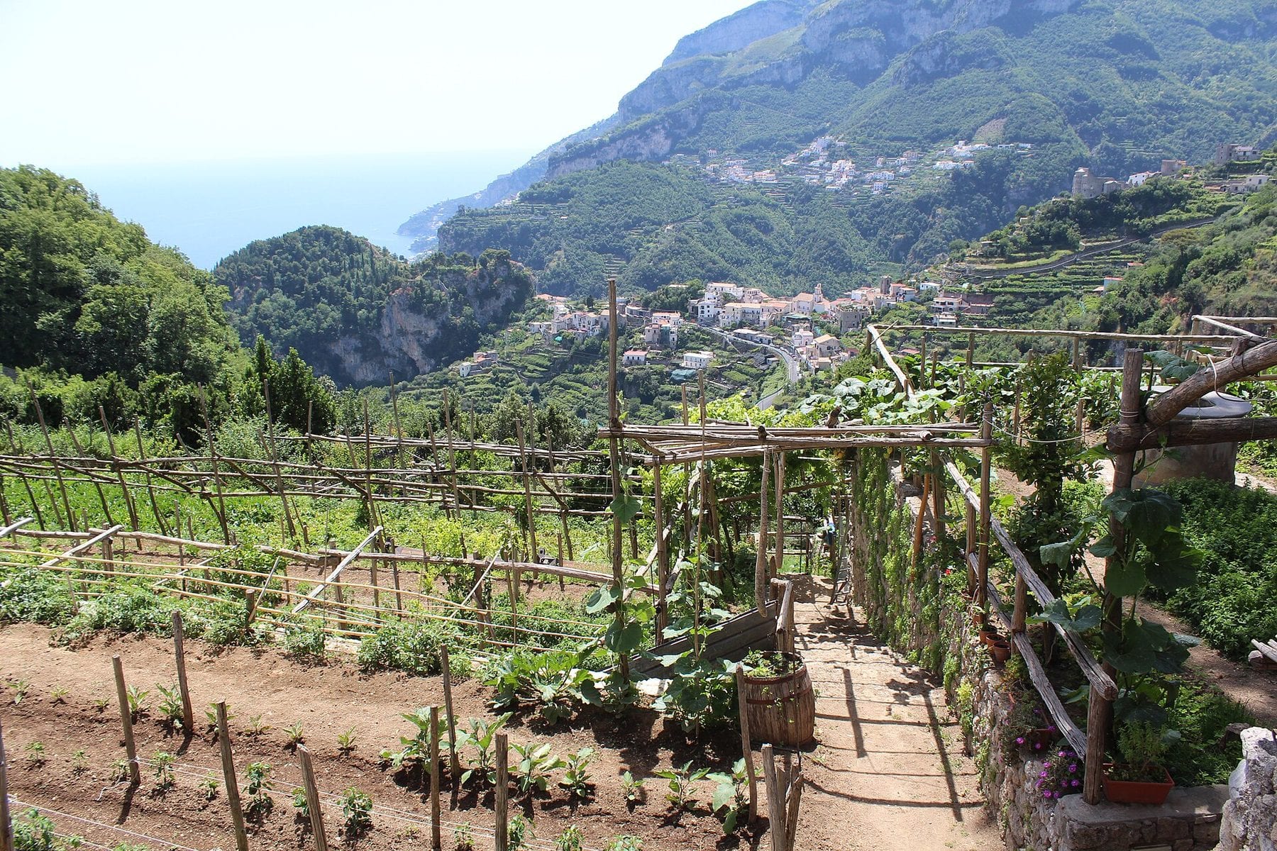 Terraced vineyards above the sea at Ravello on the Amalfi Coast