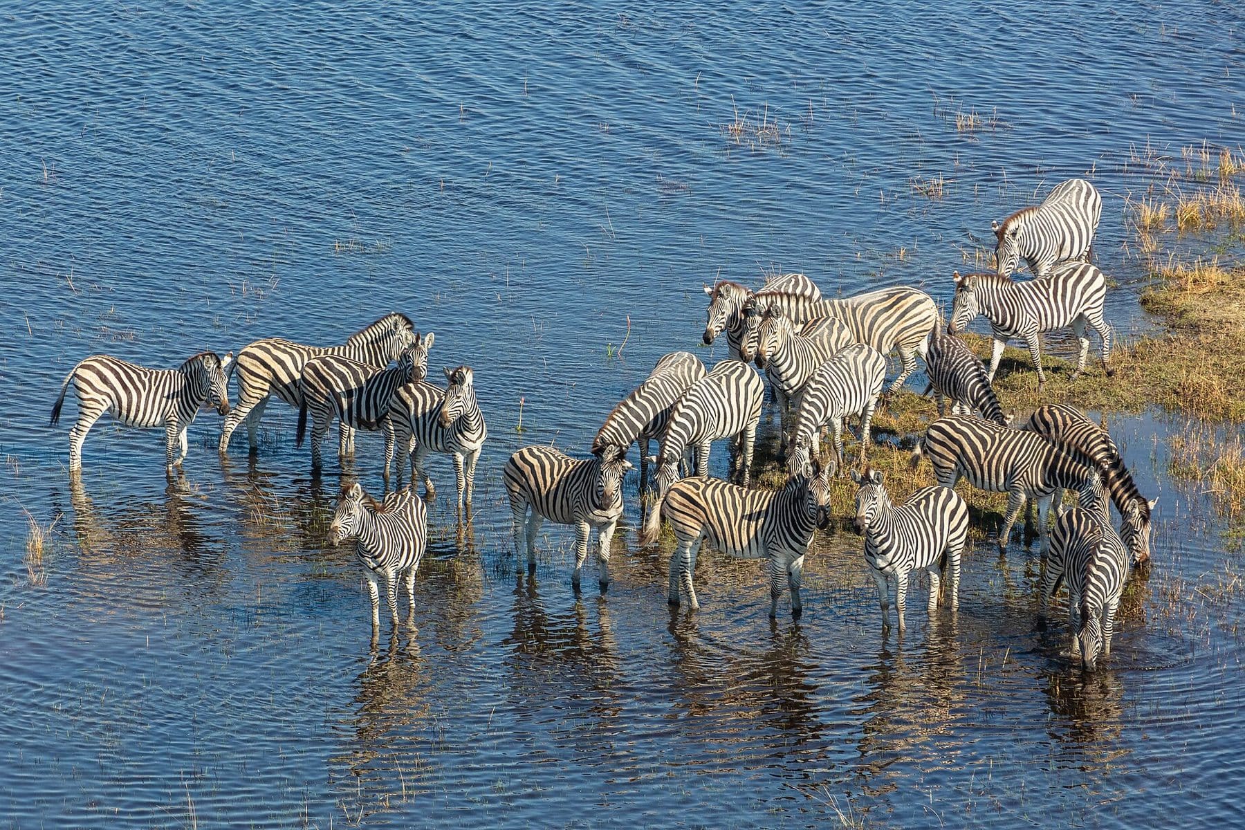 Zebra wading through the floodwaters of the Okavango Delta, seen from the air