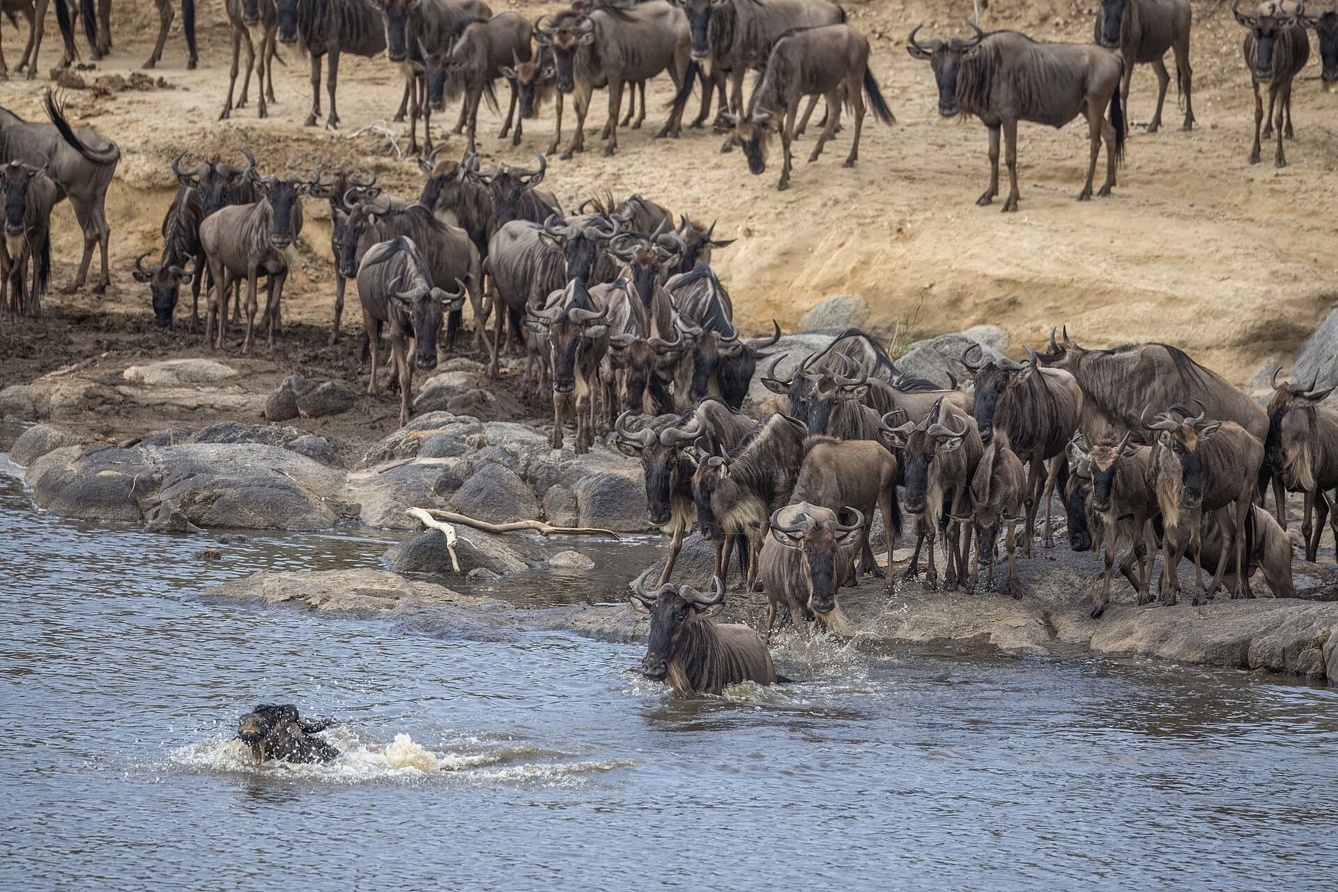 Wildebeest entering the Mara River during a migration crossing