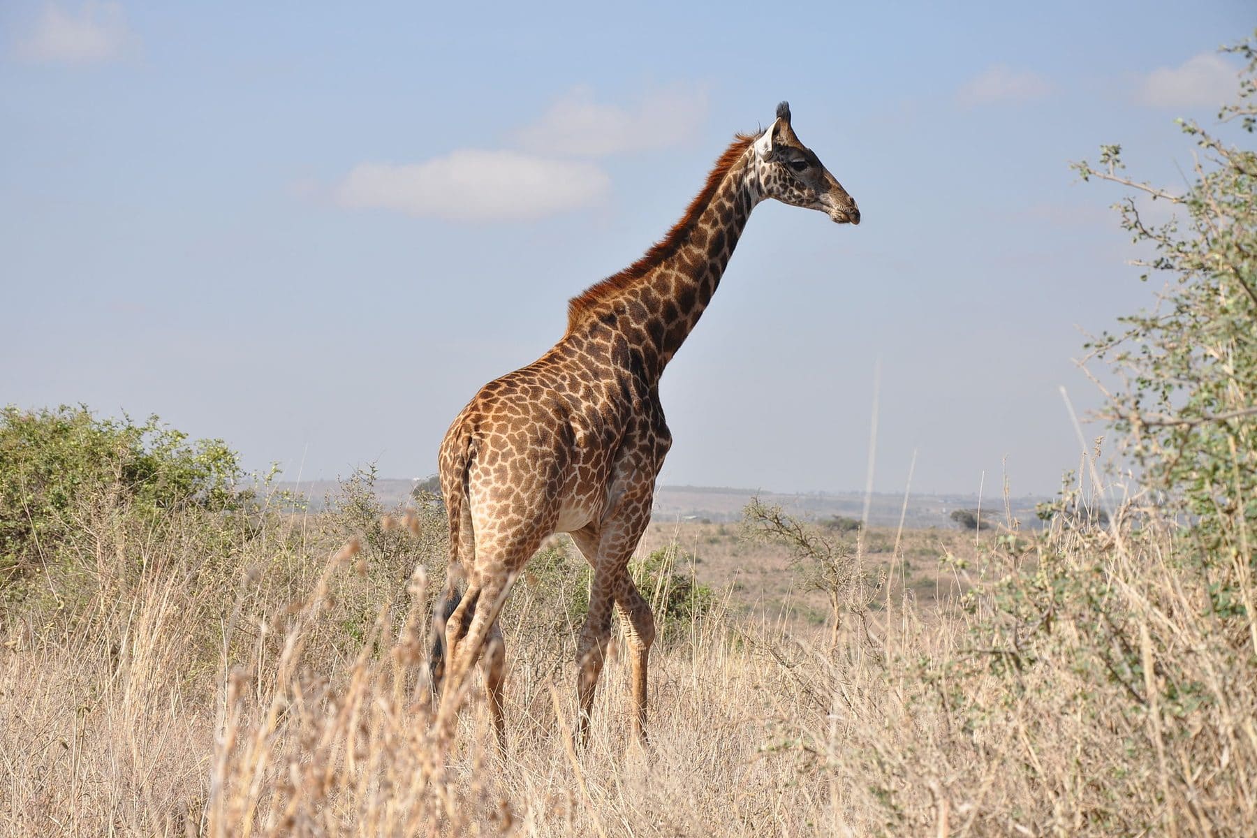 A giraffe walking through dry grassland in Kenya