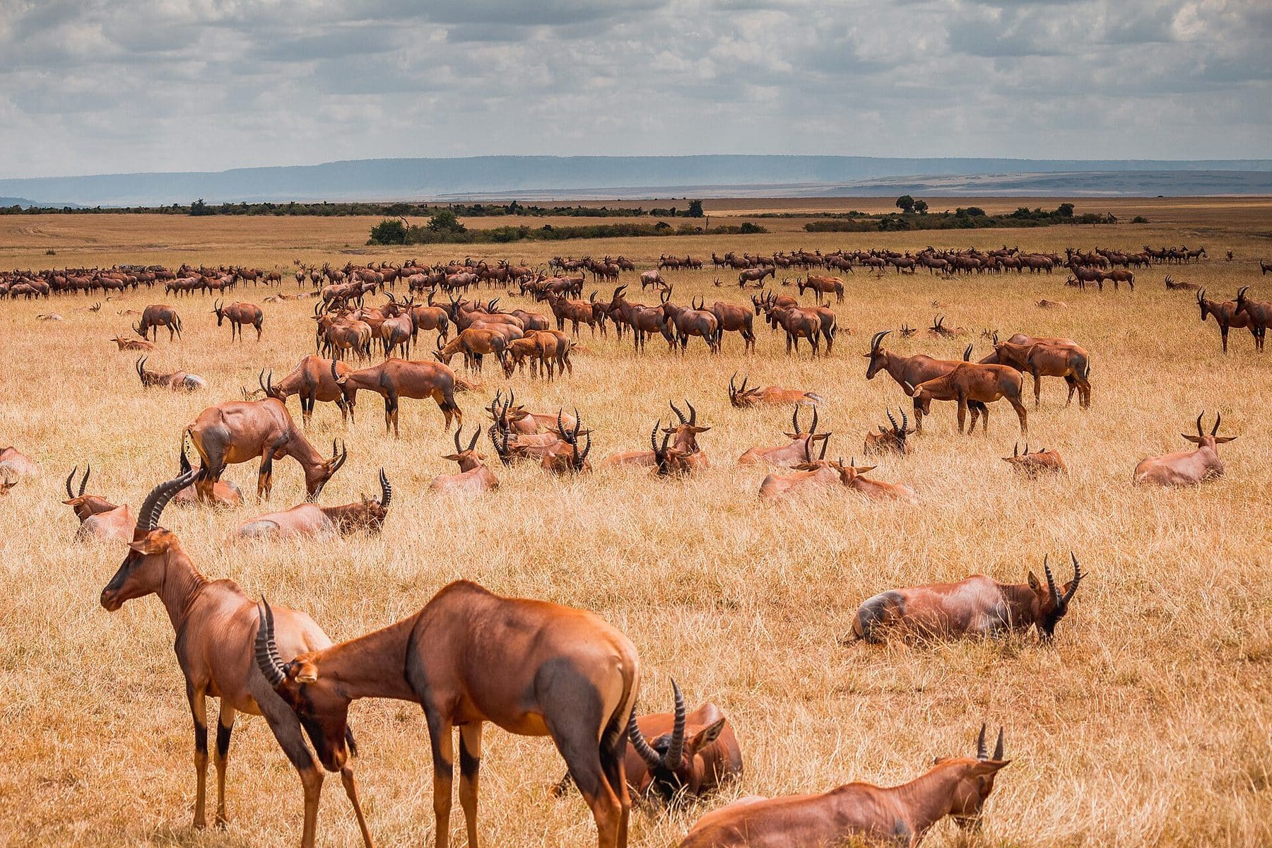 A herd of topi grazing on the open plains of the Maasai Mara