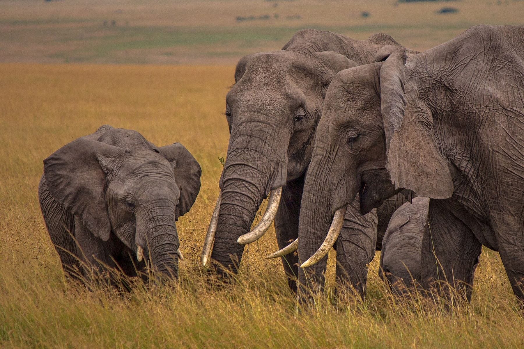 Elephants crossing open grassland in the Maasai Mara, Kenya