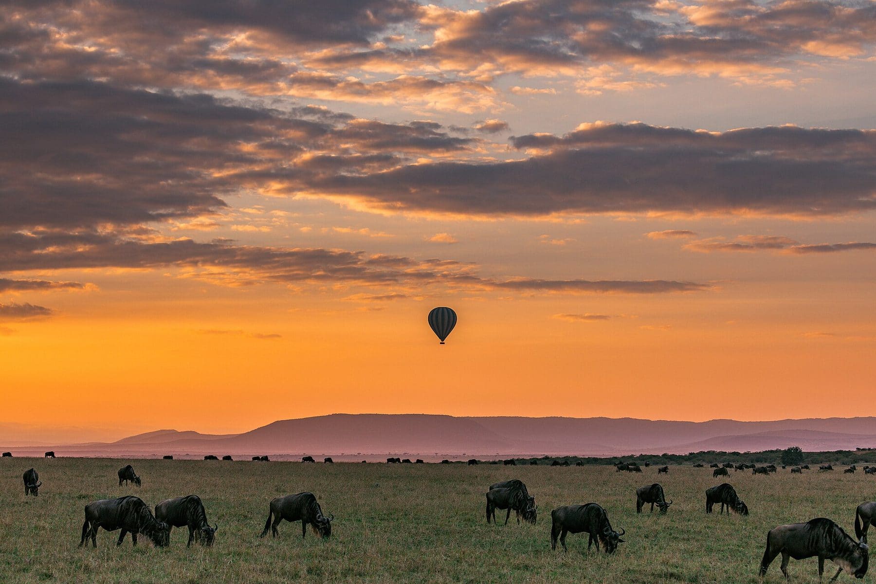 A hot-air balloon over wildebeest at sunrise in the Maasai Mara