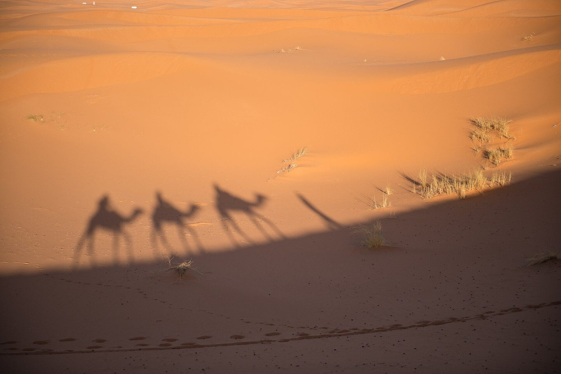 Shadows of a camel caravan on the dunes of Erg Chebbi, Morocco