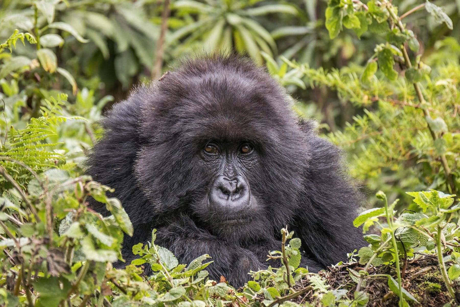 A female mountain gorilla in the forests of Volcanoes National Park, Rwanda