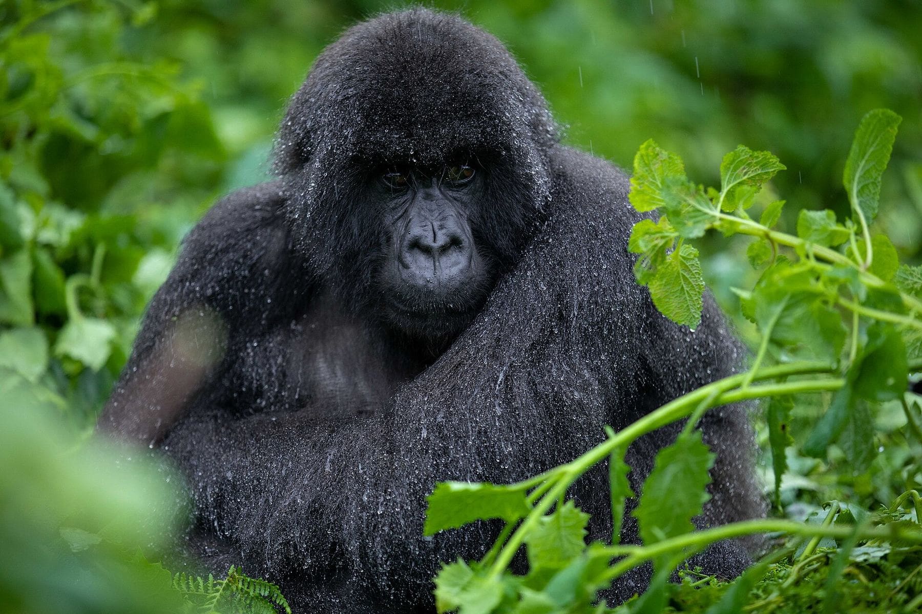 A mountain gorilla in the forest of Volcanoes National Park, Rwanda