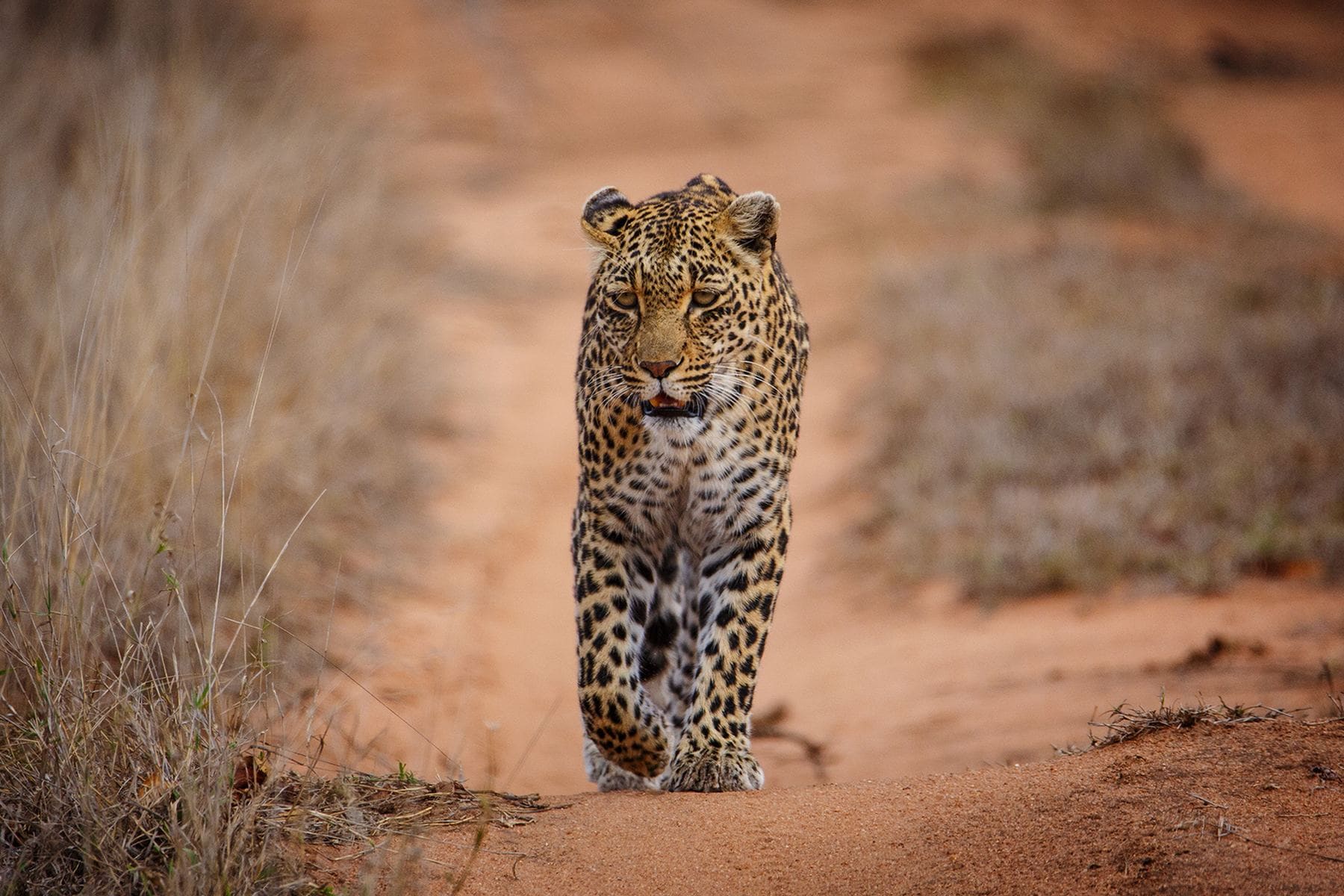 A leopard resting in the Sabi Sand reserve