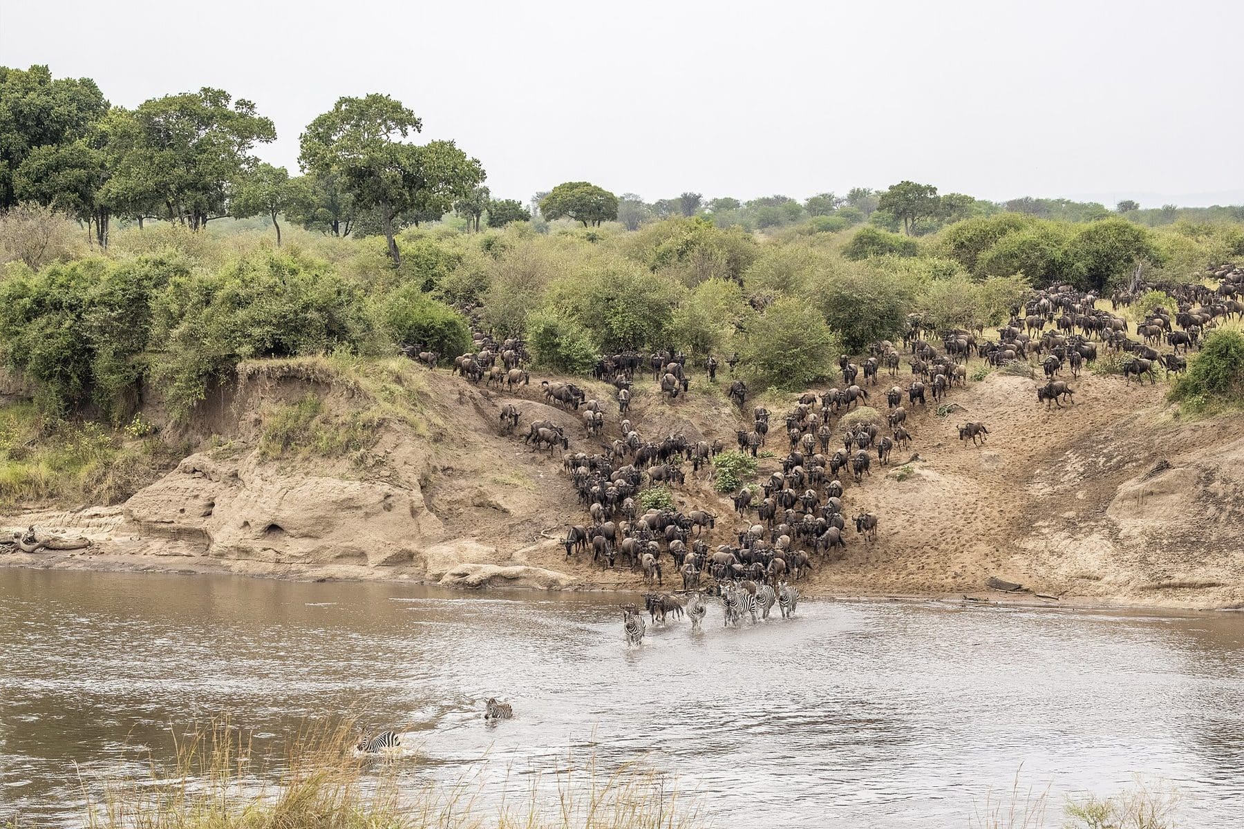 Wildebeest crossing the Mara River during the migration