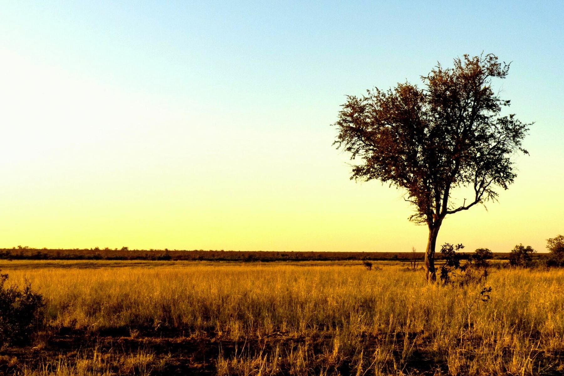 Savanna grassland under a wide sky