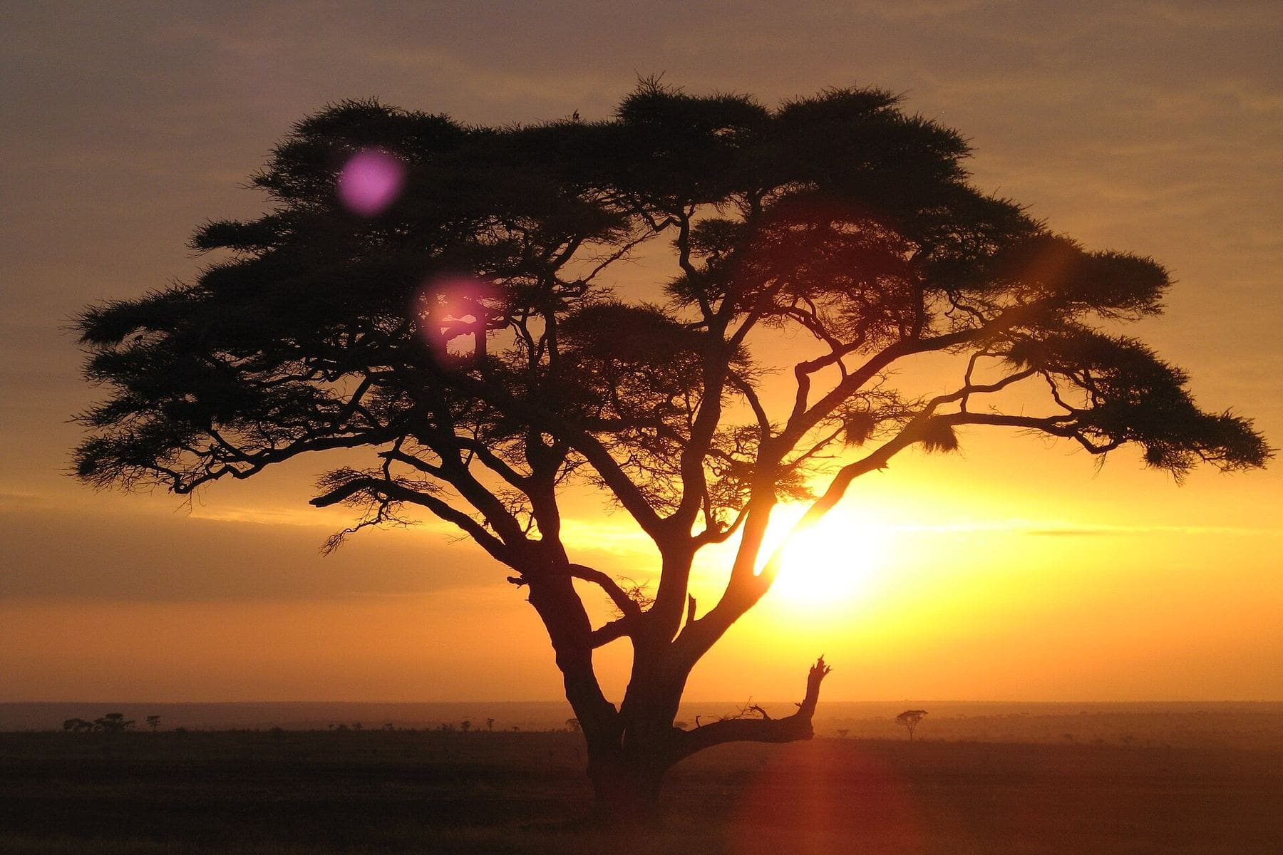 Acacia tree at sunset on the Serengeti