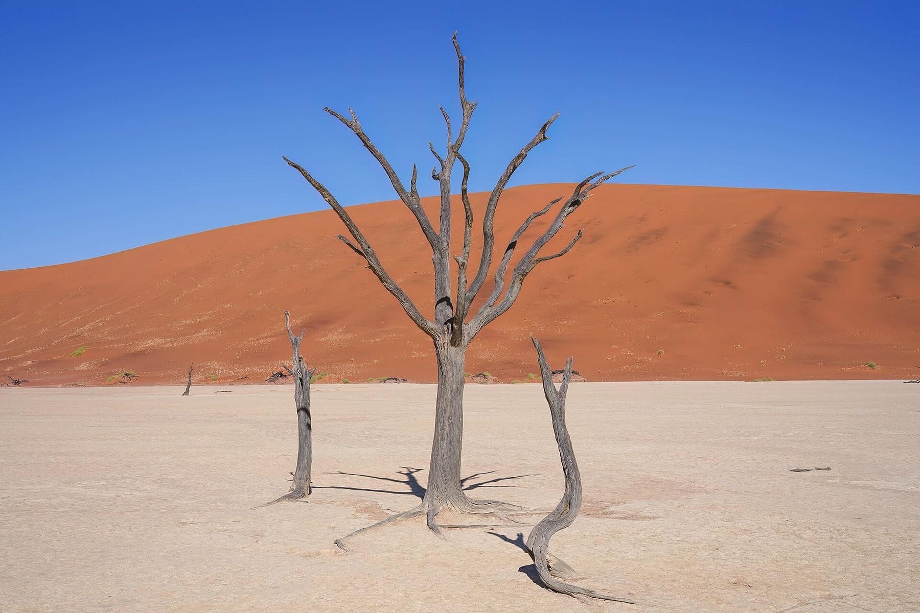 Dead camelthorn trees on the clay pan at Deadvlei, Namibia