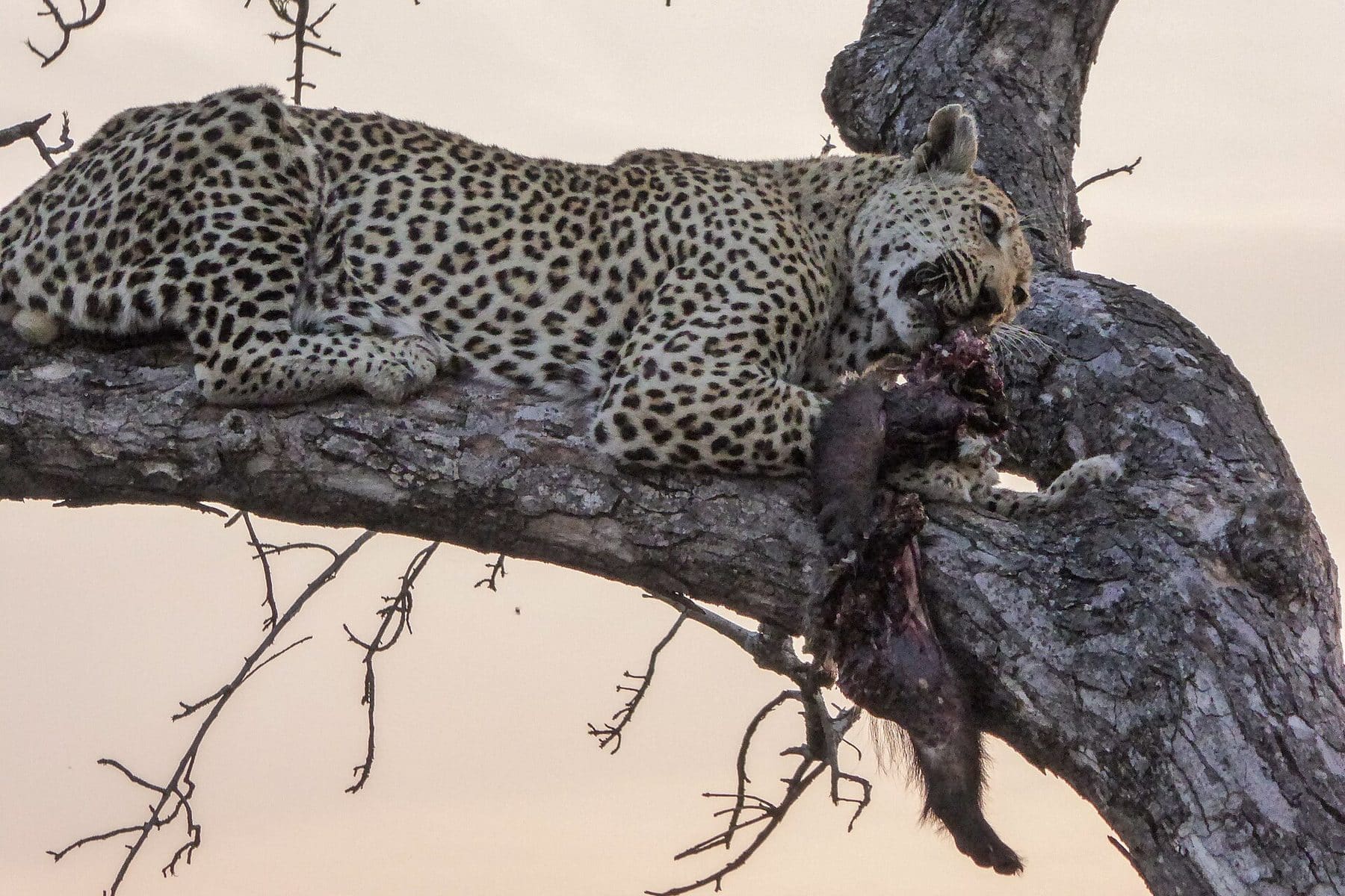 A leopard resting on a branch in the Sabi Sand reserve, South Africa