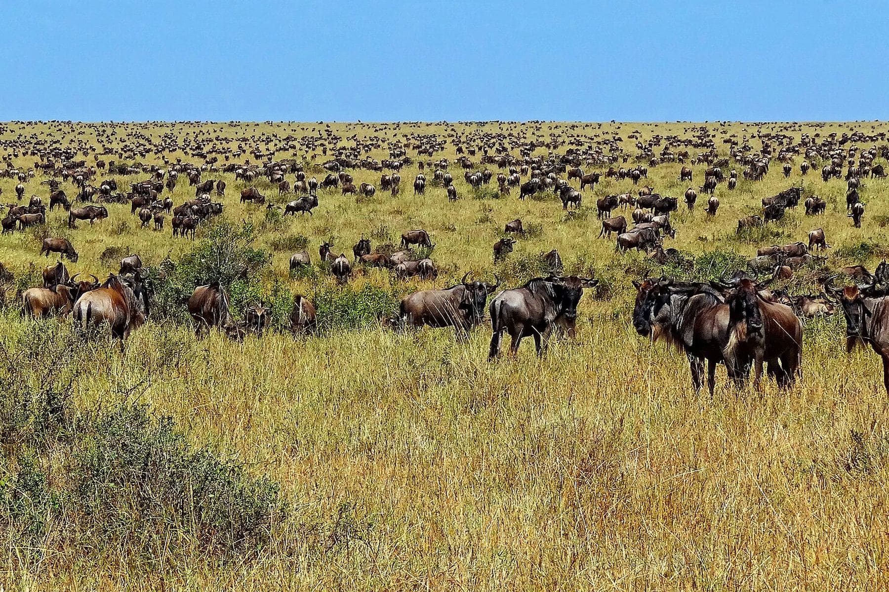 Wildebeest herds moving across the Serengeti plains during the migration